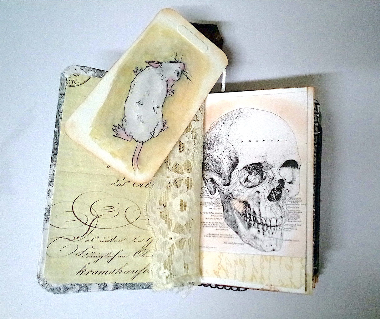 Anatomy 1 Journal